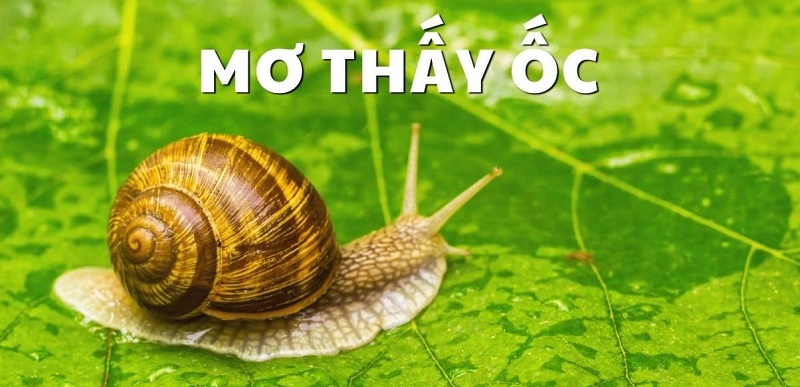 Nằm mơ thấy ốc thì đánh số lô đề gì ?